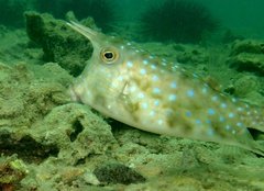 Longhorn Cowfish photo 5