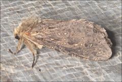 Oncopera rufobrunnea