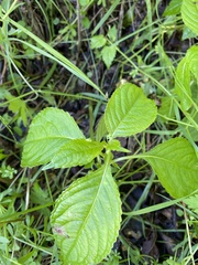 Impatiens parviflora