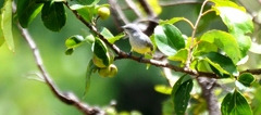 Eremomela icteropygialis