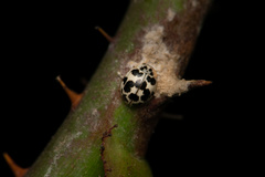 Psyllobora picta