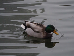 Anas platyrhynchos