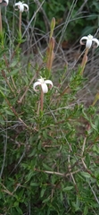 Bouvardia erecta