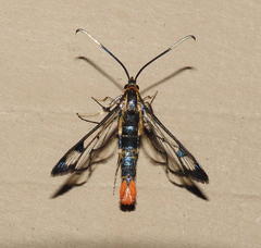 Synanthedon acerrubri