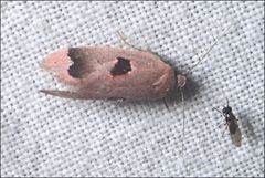 Acanthodela erythrosema