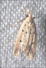 Atheropla decaspila