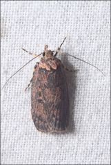 Barea codrella
