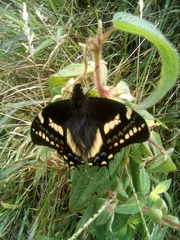 Papilio cacicus