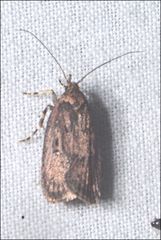 Barea codrella