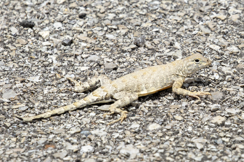 Greater Earless Lizard