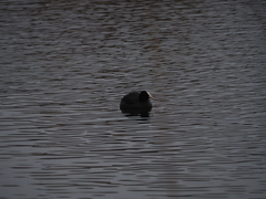 Fulica atra