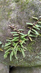 Pyrrosia linearifolia