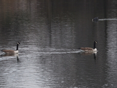 Branta canadensis