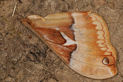 Callosamia angulifera