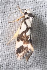 Machetis aphrobola