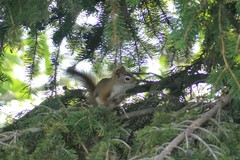 Tamiasciurus hudsonicus
