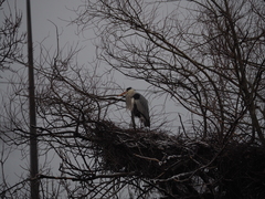 Ardea cinerea