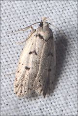 Scatochresis episema