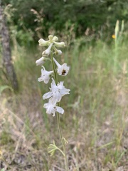 Delphinium carolinianum virescens