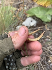 Astragalus asotinensis