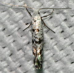 Argyresthia thuiella