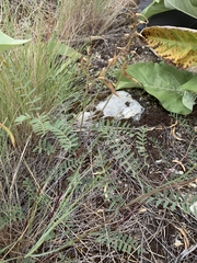 Astragalus asotinensis