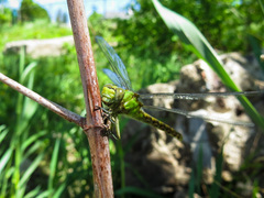 Ophiogomphus rupinsulensis