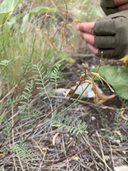 Astragalus asotinensis