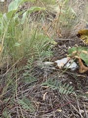 Astragalus asotinensis