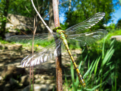 Ophiogomphus rupinsulensis