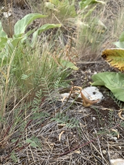 Astragalus asotinensis