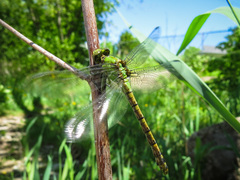 Ophiogomphus rupinsulensis