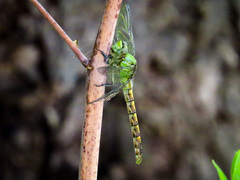 Ophiogomphus rupinsulensis