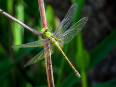 Ophiogomphus rupinsulensis