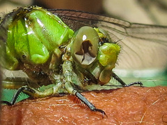 Ophiogomphus rupinsulensis