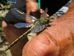 Ophiogomphus rupinsulensis