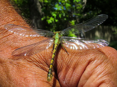Ophiogomphus rupinsulensis