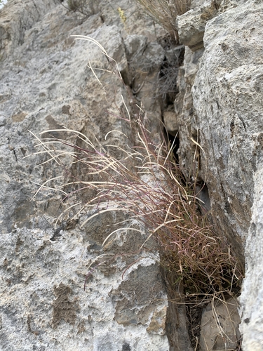 wetsoil rockcress (Arabis crucisetosa)