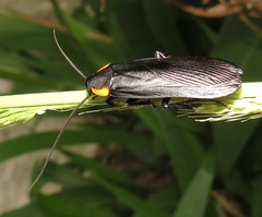 Pseudoderopeltis