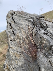 Arabis crucisetosa