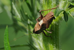 Atlanticus testaceus