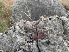 Arabis crucisetosa