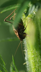 Atlanticus testaceus