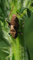 Atlanticus testaceus