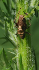 Atlanticus testaceus