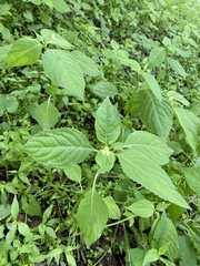 Impatiens parviflora