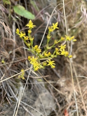 Sedum leibergii