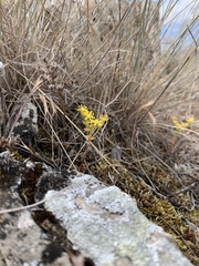 Sedum leibergii