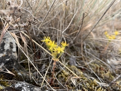 Sedum leibergii