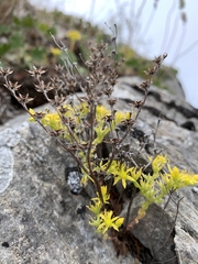Sedum leibergii